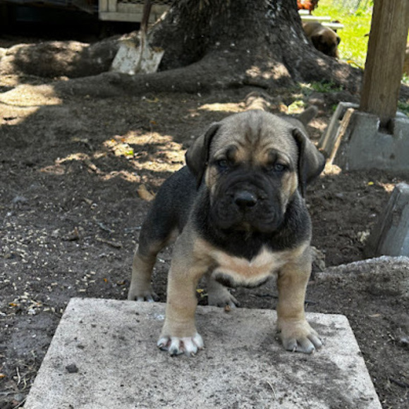 Meet your Posher, Kevin - Picture 1 of 1